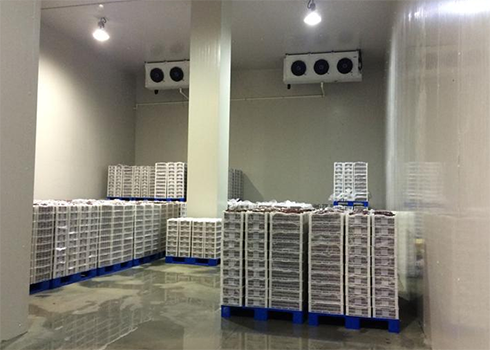 建造安装1000㎡水蜜桃在线视频造价大概需要多少费用？_蜜桃视频观看在线制冷